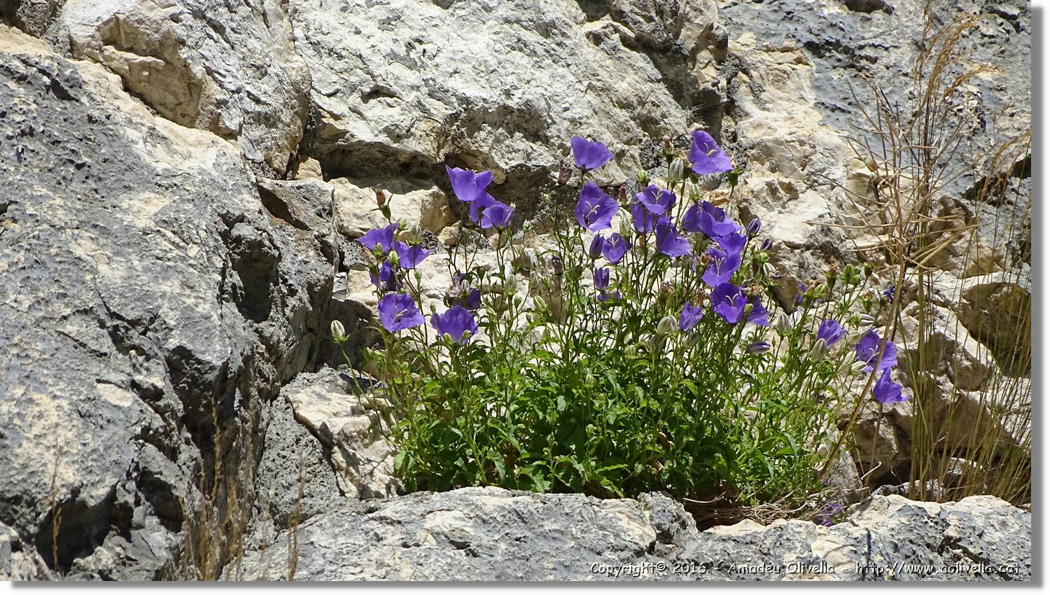 Castell_Bran_007.jpg
