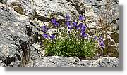 Castell_Bran_007.jpg