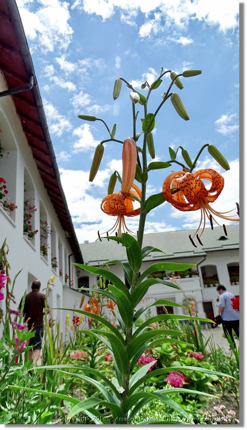 Monestirs_033.jpg