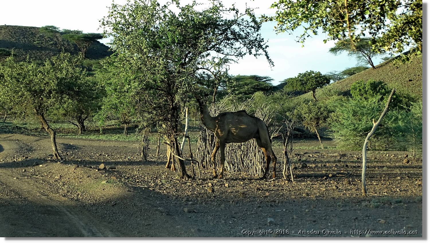 1-Turkana_137.jpg