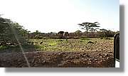 2-Turkana_198.jpg