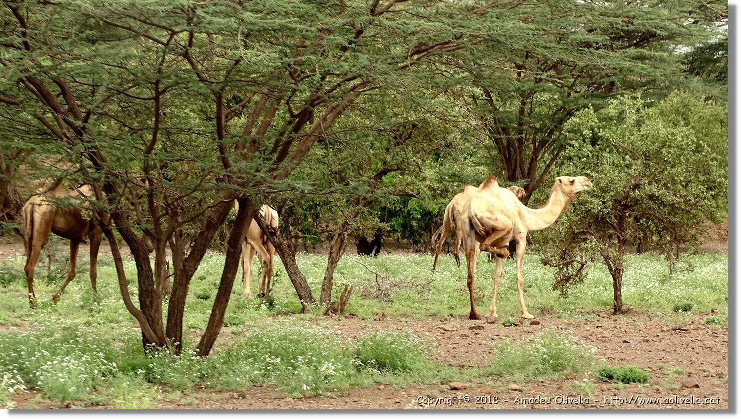 3-Turkana_011.jpg