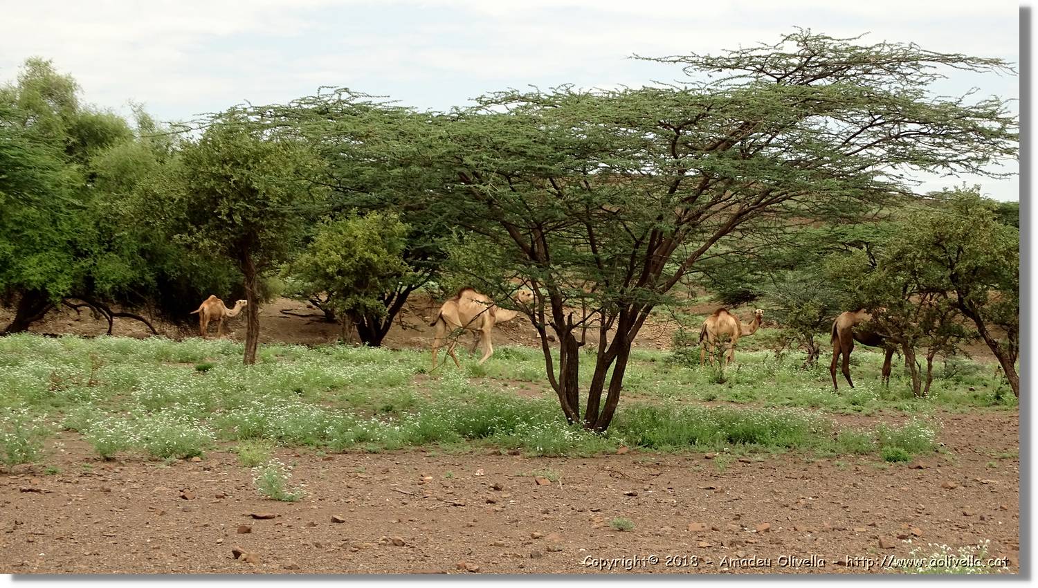 3-Turkana_013.jpg