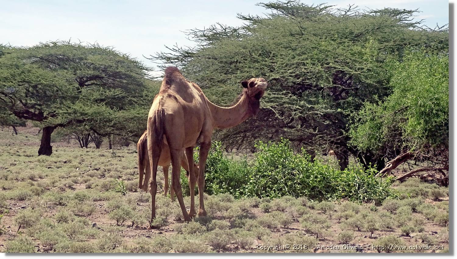 3-Turkana_090.jpg