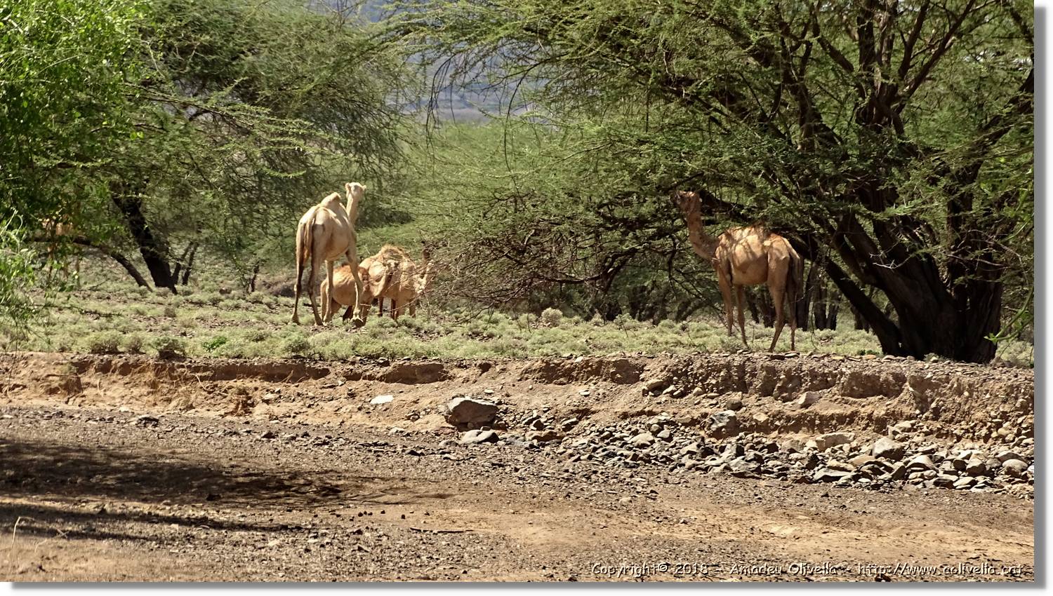 3-Turkana_091.jpg