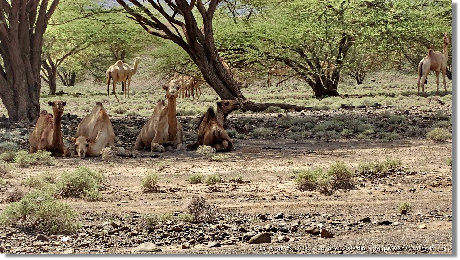 3-Turkana_092.jpg