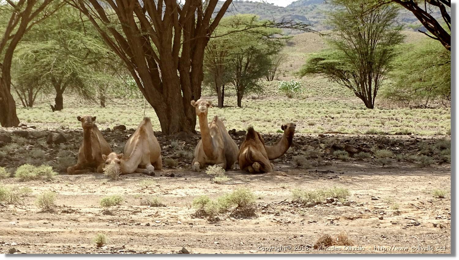 3-Turkana_093.jpg