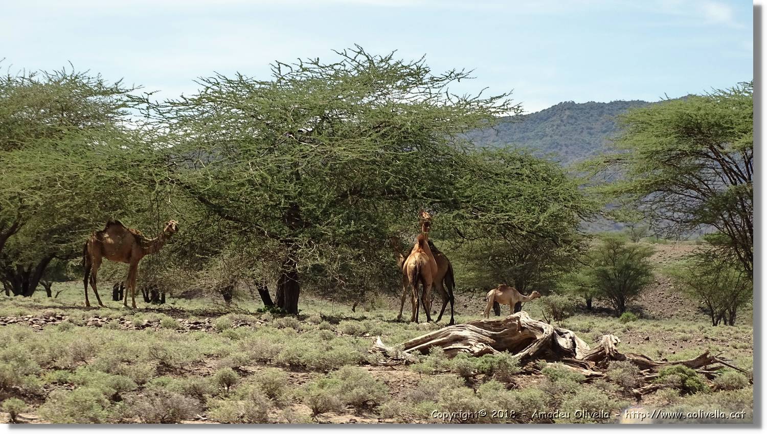 3-Turkana_094.jpg