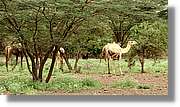 3-Turkana_011.jpg