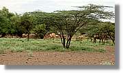 3-Turkana_013.jpg