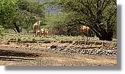 3-Turkana_091.jpg