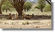 3-Turkana_093.jpg